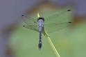 Micrathyria debilis (Peten Dasher) male-2.jpg